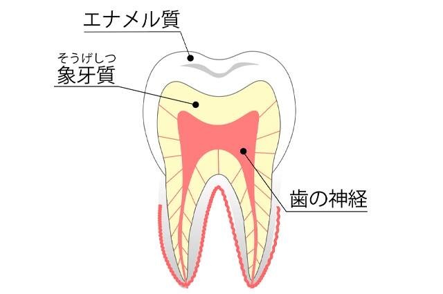 歯の構造