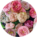 みんみん profile picture