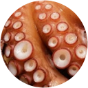 タコの吸盤 profile picture