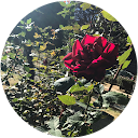 夜神太陽 profile picture