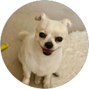 COCO profile picture