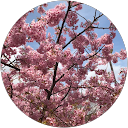 こぶkobutae profile picture