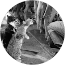 さとうまえだ profile picture