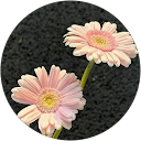 な profile picture