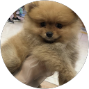 syo profile picture