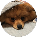 茶々丸 profile picture